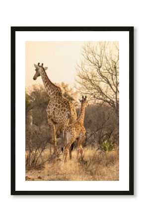 A Giraffe and Calf Walking in the South African Bush at Sunset