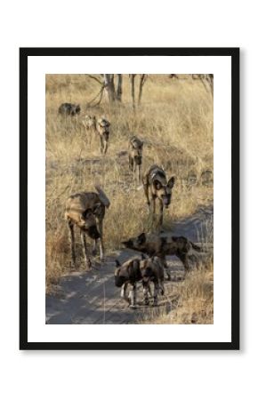 wildog in the savanna , Africa
