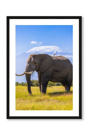 Elephant in Amboseli national park, Kenya with Kilimanjaro