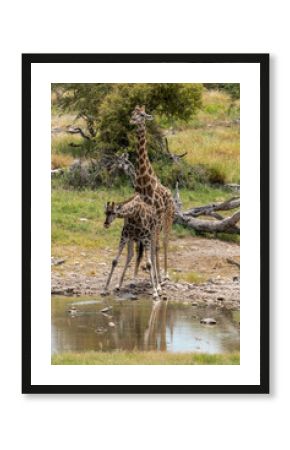 wild giraffe in savanna , Africa