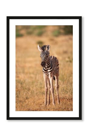 Zebra Family with Cub in African Savannah