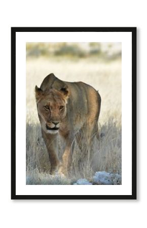 Lioness in wild savannah - Animal of africa , Family of Lions in Golden Grass 
