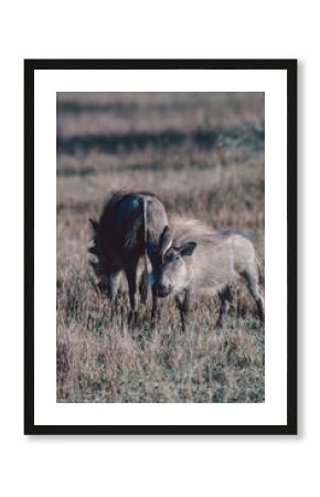 warthog in the wild