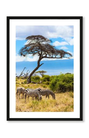 Herd of zebras graze in the savannah.