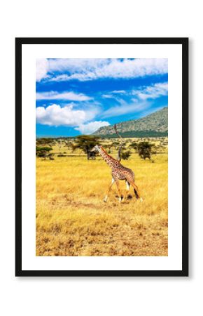 Giraffes in Africa