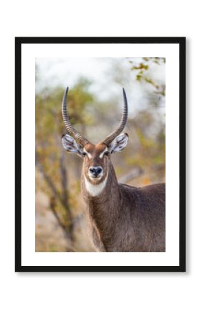 Male waterbuck in the vegetation of the veld in South Africa