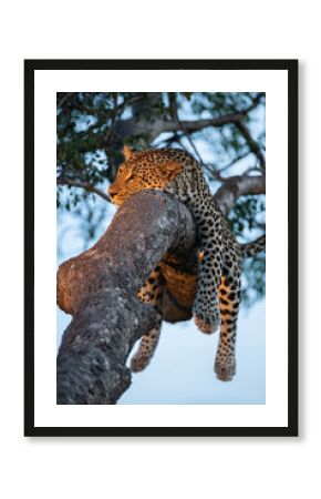 Male Leopard sleeping in a tree on a safari in South Africa