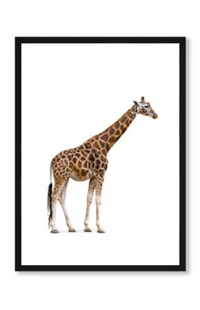 Side view of giraffe isolated on white background. 
