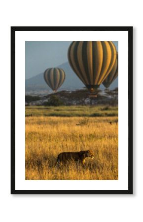 Panthera leo melanochaita and hot air balloons in Serengeti National Park, Tanzania