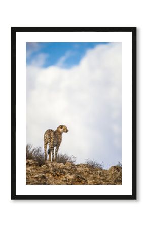 Cheetah Male walking along the riverbed in the Kgalagadi Transfrontier Park, South Africa