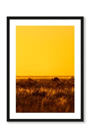Scenery of a meadow with kangaroos in nature