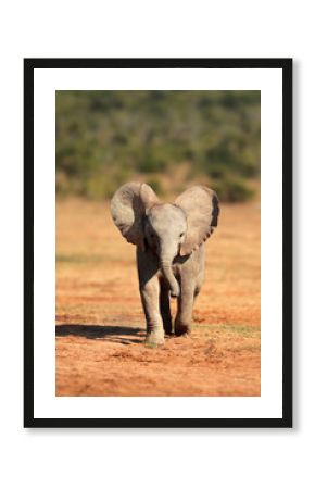 A cute baby African elephant (Loxodonta africana), Addo Elephant National Park, South Africa.