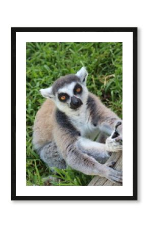 Lemure allo zoo safari di Ravenna