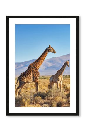 Giraffes in Savanna in safari on hot, sunny summer day. Wilderness of nature full of light brown bushes, grass and mountains in background. Wild space in South Africa where animals roam free