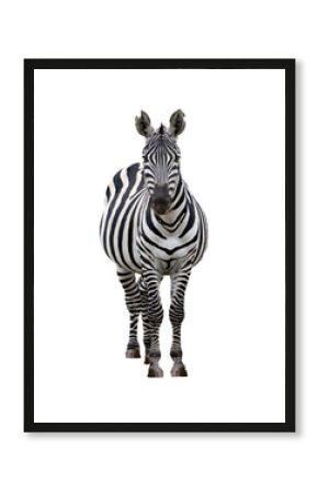 Zebra Facing Forward