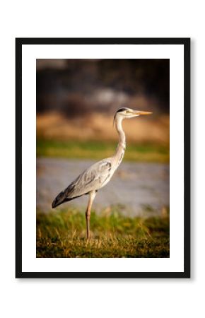Grey heron standing in front of the flood plains of the magical Okavango Delta in Botswana. Seen on a wilderness safari in July 2022.