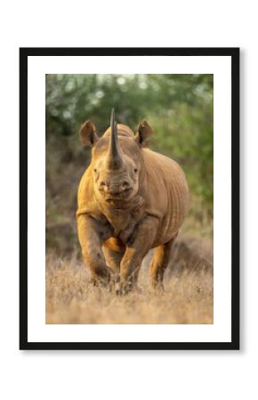 Black rhino walks towards camera in clearing