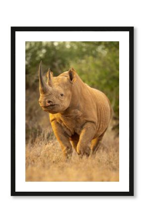 Black rhino walks through grass eyeing camera