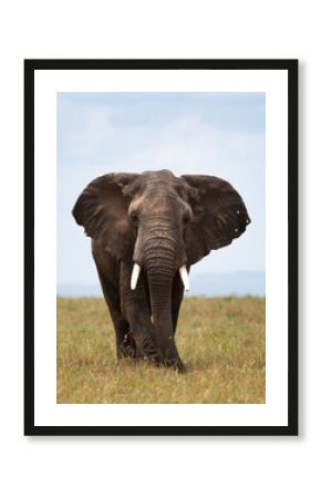 Portrait of a majestic African elephant in Savannah, Masai Mara
