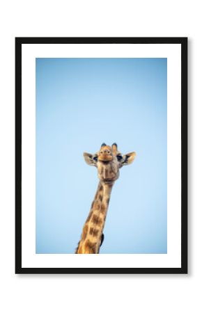 Giraffe and blue sky