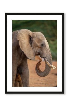 Close-up of elephant squirting dust over herself