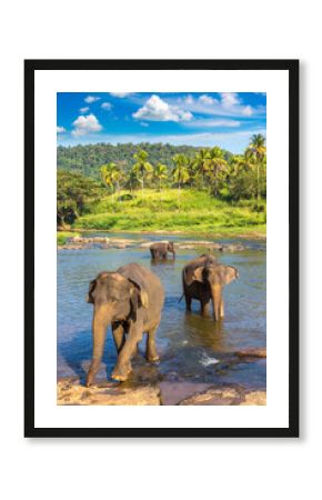 Herd of elephants in Sri Lanka