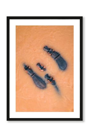 Aerial View of Hippos swimming along the river in their habitat, Balule Nature Reserve, Maruleng NU, Limpopo, South Africa.