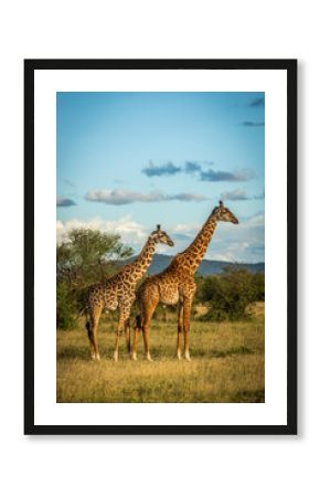 Two Masai giraffe (Giraffa camelopardalis tippelskirchii) stand in golden light, Grumeti Serengeti Tented Camp, Serengeti National Park  Tanzania