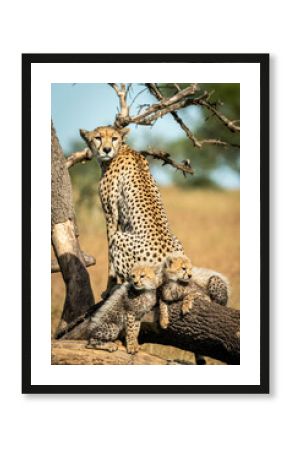 Cheetah (Acinonyx jubatus) sits with two cubs on dead branch, Grumeti Serengeti Tented Camp, Serengeti National Park  Tanzania