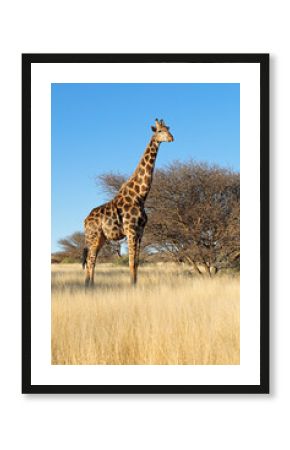 A giraffe (Giraffa camelopardalis) in natural habitat, Mokala National Park, South Africa.
