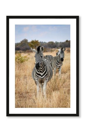 zebra in the wild