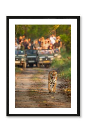 wild female mother tiger panthera tigris face expression calling her missing cubs giving stress call and blurred safari vehicles in background pilibhit national park forest reserve uttar pradesh india