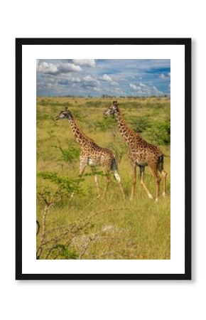 view of two giraffes feeding on an acacie tree in the maasai mara, Kenya, africa