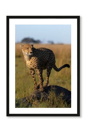 Cheetah on a termite mount in Savuti, Chobe Nationalpark in Botswana, Savute, Botsuana
