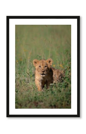 lion cub in the savannah