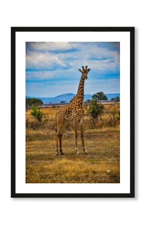 Giraffe stands in the middle of a grassy field