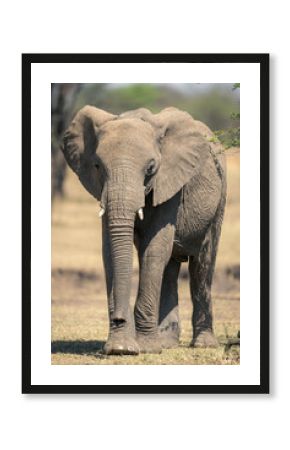 African bush elephant walks past leafy bush
