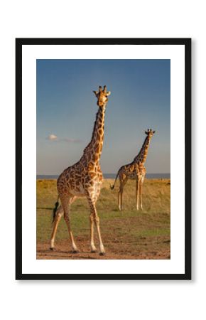 2 kenyan giraffes