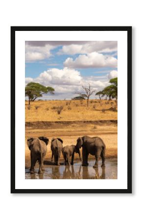 elephants in the river