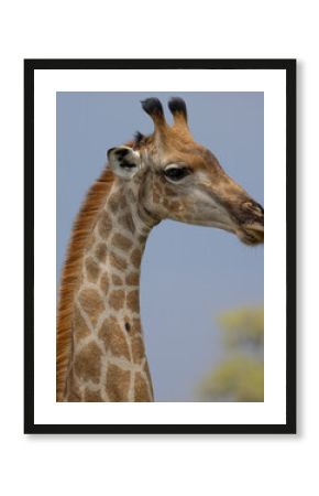 cheeky giraffe