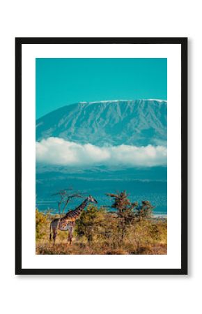 Giraffe Mt kilimandaro snow peak view from hotel  