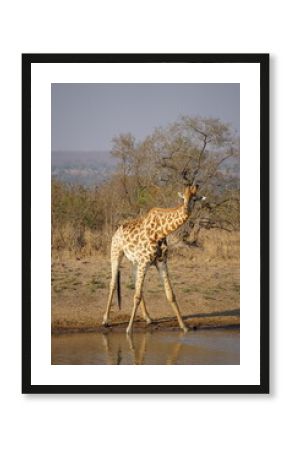 girafe safari afrique