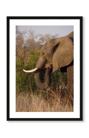 éléphant safari afrique