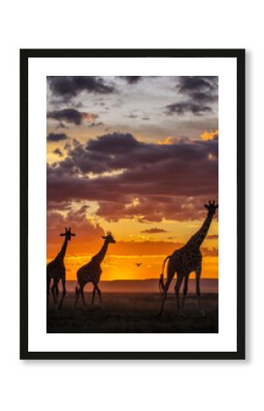 Giraffe during safari with amazing sunset in background. Maasai Mara, Kenya