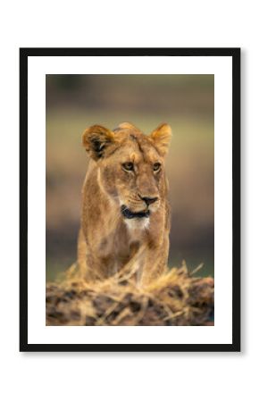 Close-up of male lion standing turning head
