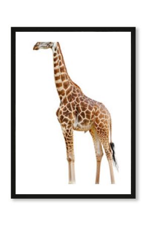 giraffe cutout isolated on white, side view on transparent png background 