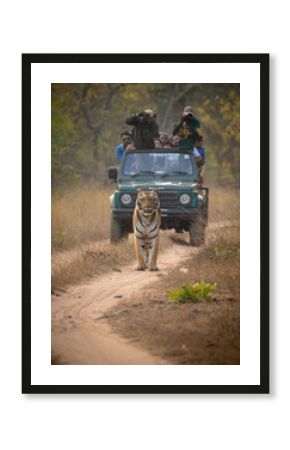 A tiger walks in front of a jeep on safari at Tadoba National Park in Tadoba Andhari Tiger Reserve in Chandrapur, Maharashtra, India