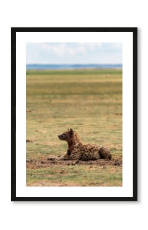 Hyena in Amboseli
