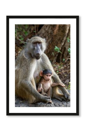 baboon sitting on the ground