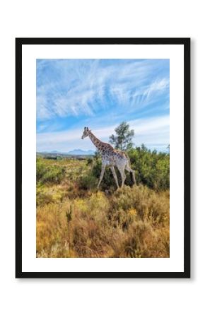 A giraffe in its natural habitat during a safari in Botswana, showcasing the beauty of African wildlife.